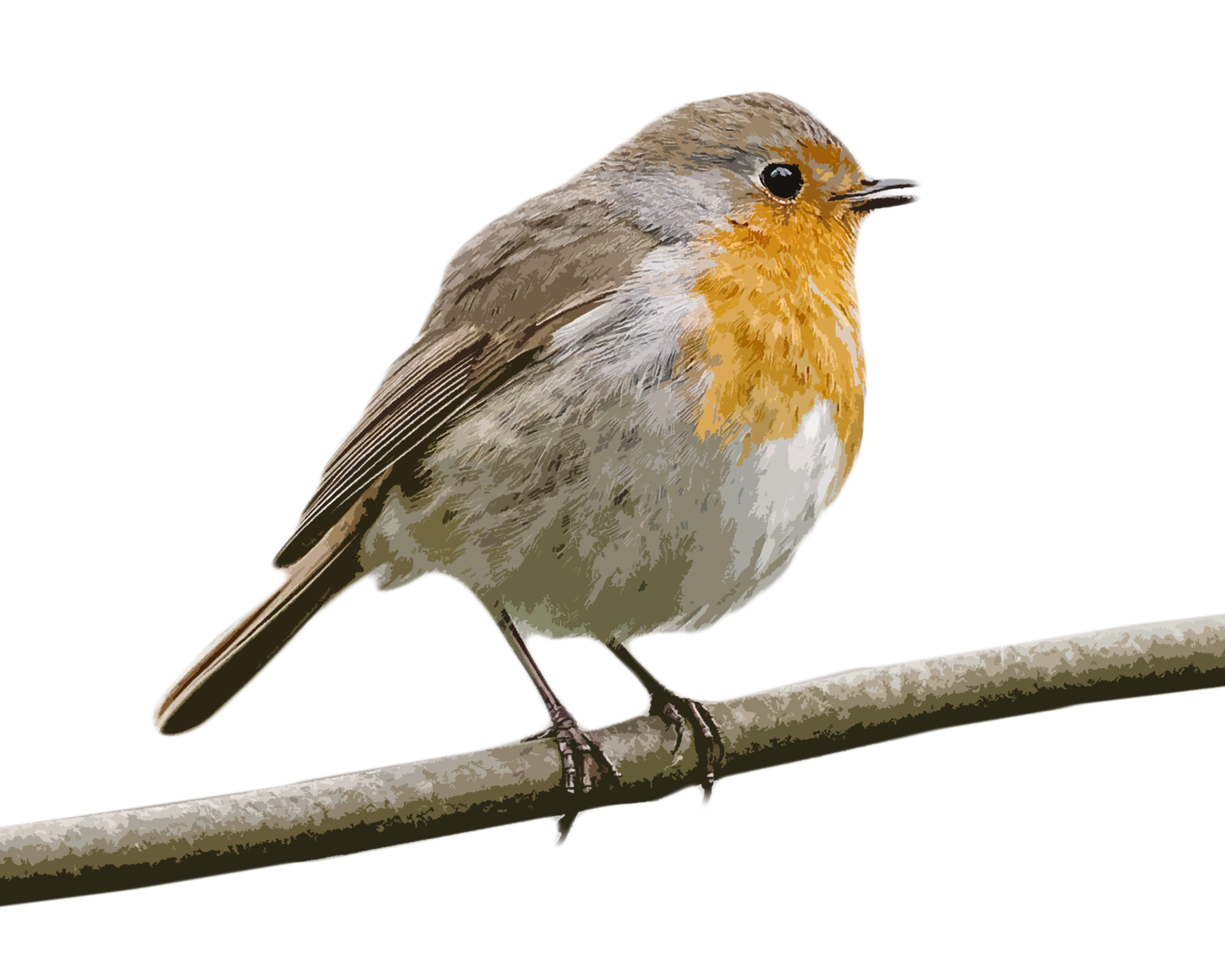 Robin Bird PNG